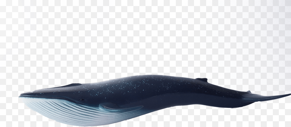 Whale Blue Swimming Image Blue Whale Free Png Download