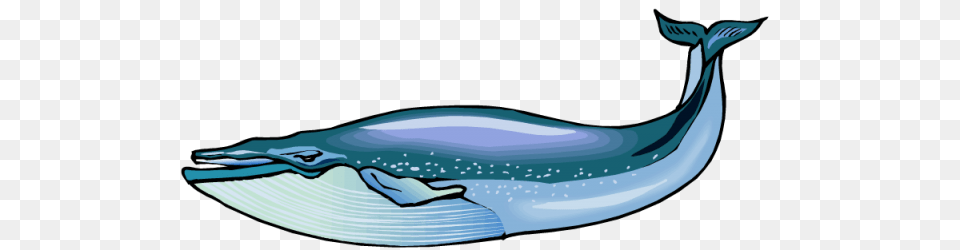 Whale Clip Art, Animal, Mammal, Sea Life, Dolphin Free Transparent Png