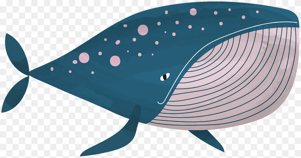 Whale Clipart, Animal, Mammal, Sea Life, Fish Png Image