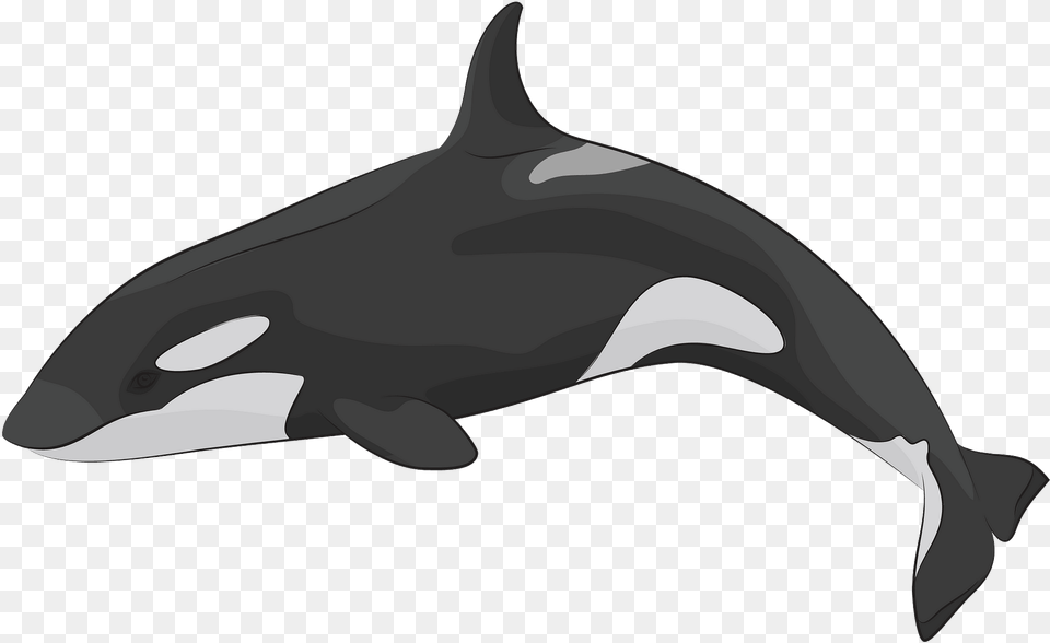 Whale Clipart, Animal, Sea Life, Mammal, Fish Free Png Download