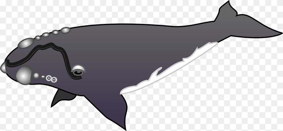 Whale Clipart, Animal, Mammal, Sea Life, Fish Free Png
