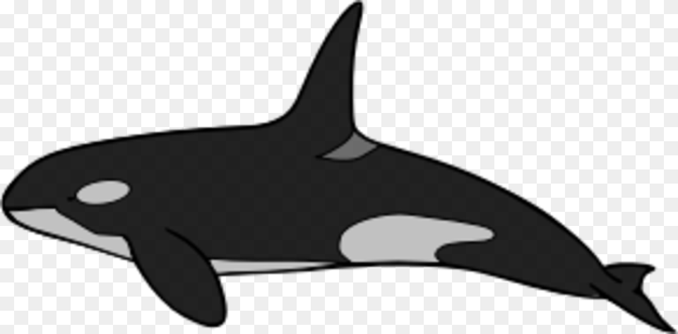 Whale Clipart Black And White Killer Whale, Stencil, Silhouette Png
