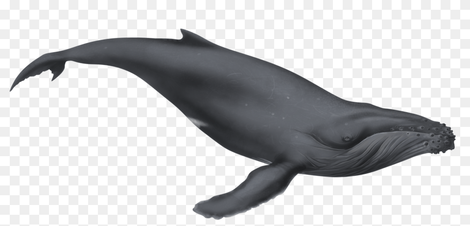 Whale Clipart Humback, Animal, Mammal, Sea Life, Fish Free Transparent Png