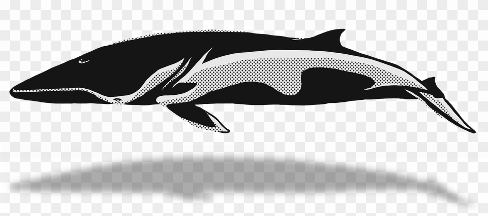 Whale Clipart Short Beaked Common Dolphin, Animal, Sea Life, Mammal, Fish Free Png