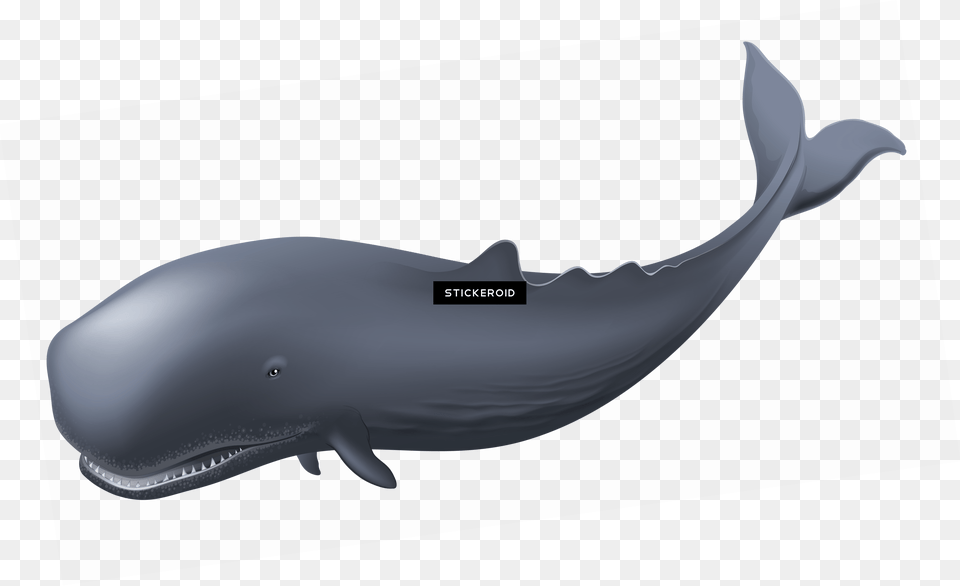 Whale Clipart Whales, Animal, Mammal, Sea Life, Fish Free Transparent Png