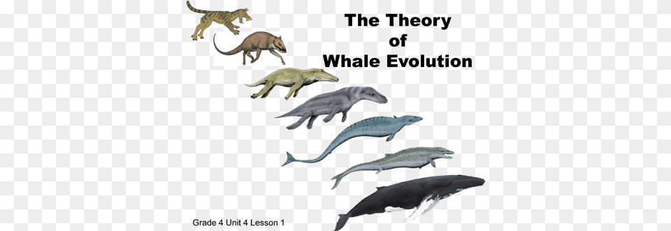 Whale Evolution, Animal, Dinosaur, Reptile, Fish Png Image