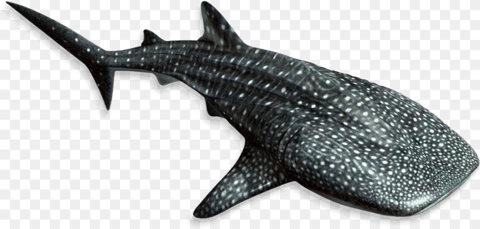 Whale Fishfinanimal Mammallamnidaemarine Under The Sea Fish, Animal, Sea Life, Shark, Mammal Png