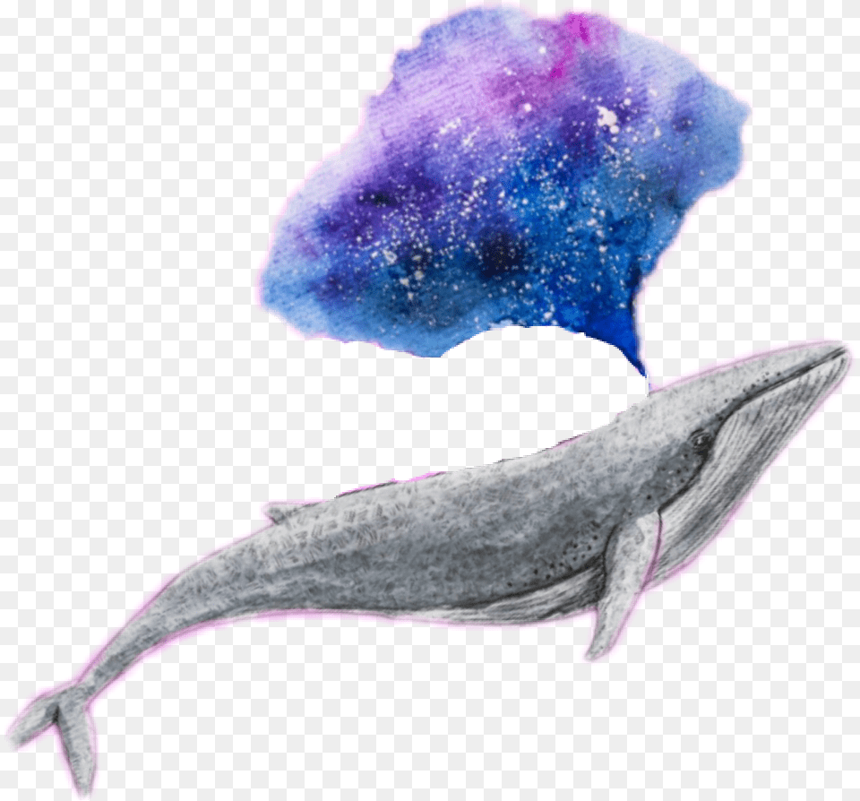 Whale Galaxy Edit Challenge Tumblr Whale Transparent, Animal, Mammal, Sea Life, Fish Png Image