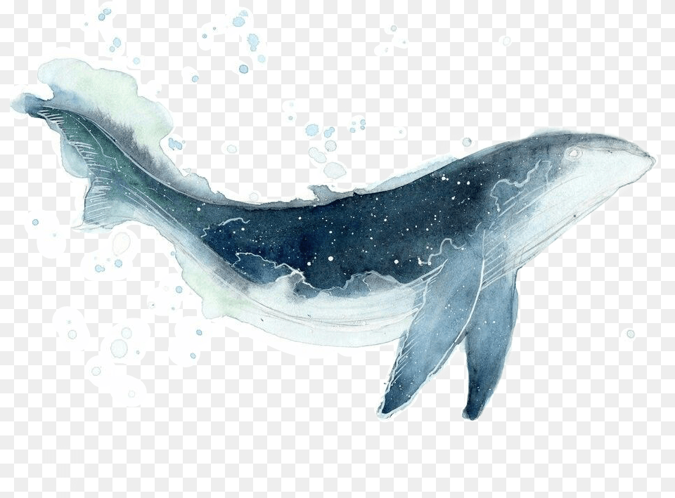 Whale Galaxy Watercolor Sticker By Luciacampos Whale Watercolor, Animal, Mammal, Sea Life, Fish Free Png Download