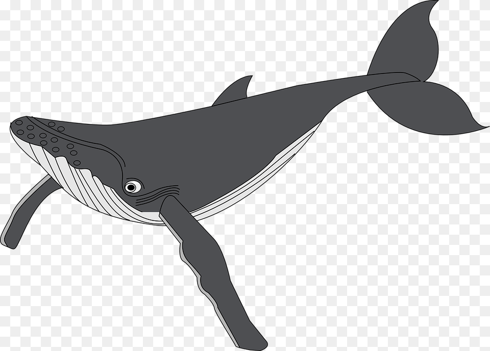Whale Humpback Whale Clipart, Animal, Mammal, Sea Life Free Png Download