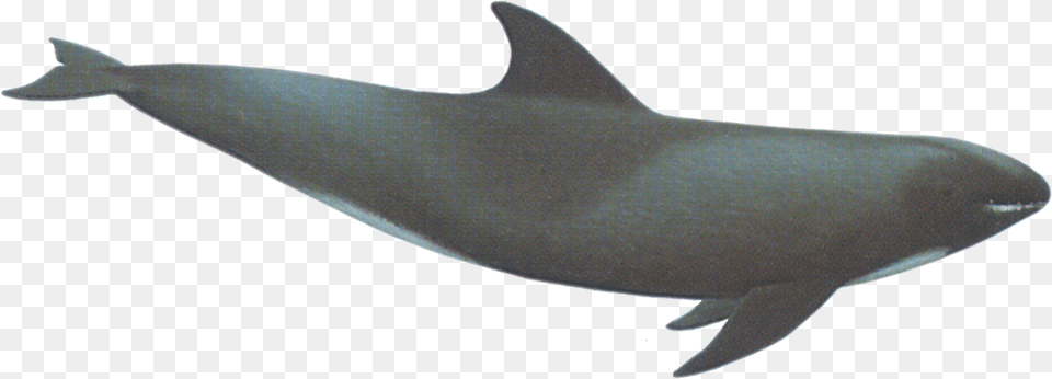 Whale Icon Melon Head Whale Clipart, Animal, Sea Life, Dolphin, Fish Free Png