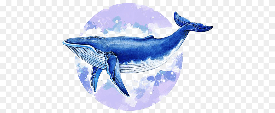 Whale Illust, Animal, Mammal, Sea Life, Fish Png Image