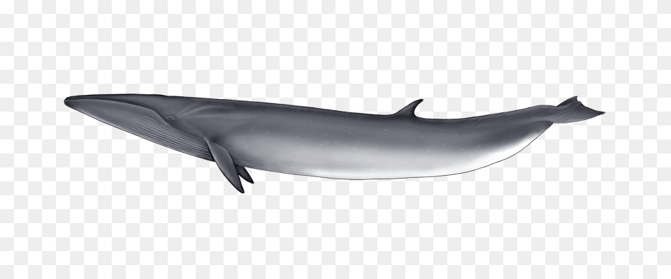 Whale Images, Animal, Mammal, Sea Life, Fish Png Image