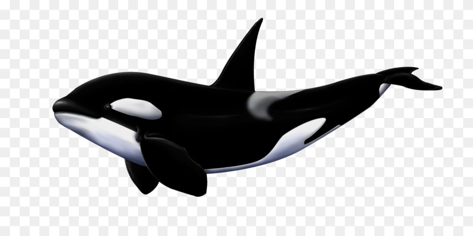 Whale Killer Whale Transparent Background, Animal, Sea Life, Mammal, Orca Png Image