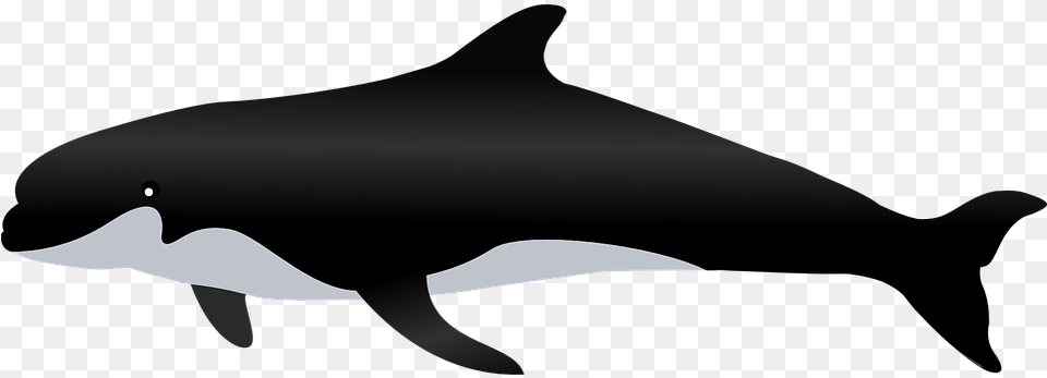 Whale Paus, Animal, Sea Life, Dolphin, Mammal Free Png Download