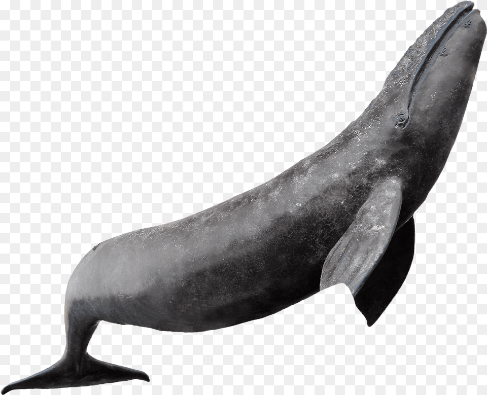 Whale Photos Background Whale, Animal, Mammal, Sea Life, Fish Free Transparent Png