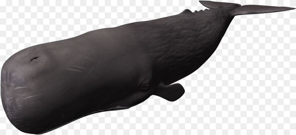 Whale Picture Sperm Whale, Animal, Mammal, Sea Life, Fish Free Transparent Png
