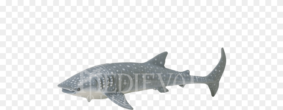 Whale Shark, Animal, Sea Life, Fish Free Transparent Png