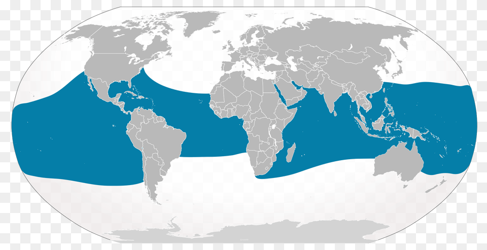 Whale Shark, Chart, Plot, Astronomy, Outer Space Png Image