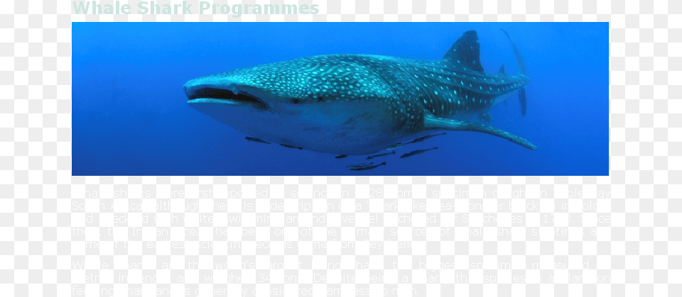 Whale Shark, Animal, Sea Life, Fish, Mammal Free Png