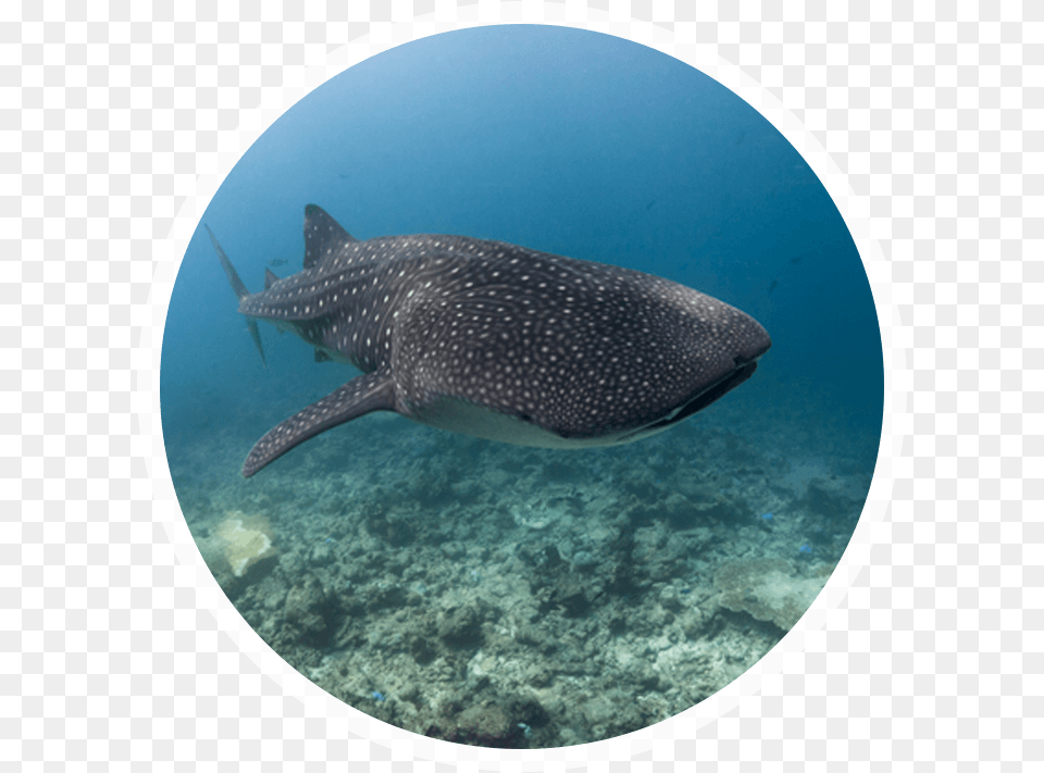 Whale Shark, Animal, Fish, Sea Life, Mammal Png Image