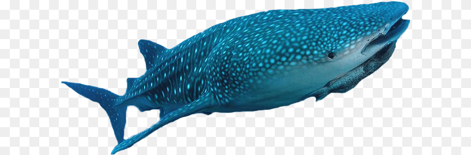 Whale Shark, Animal, Fish, Mammal, Sea Life Free Png