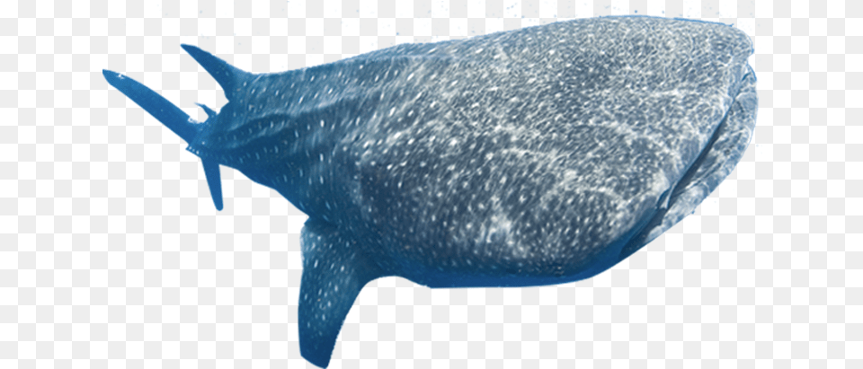 Whale Shark, Animal, Mammal, Sea Life, Fish Png