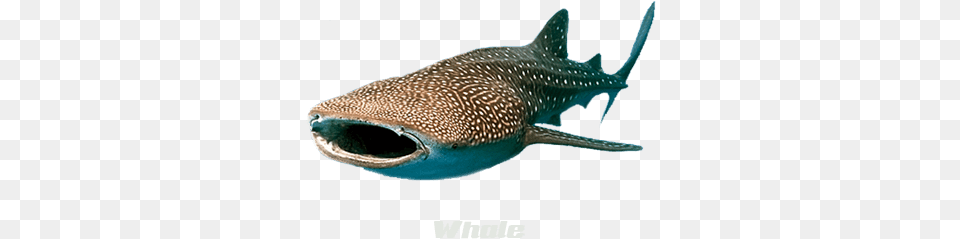 Whale Shark, Animal, Fish, Sea Life Free Png