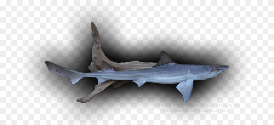 Whale Shark, Animal, Fish, Sea Life Png Image