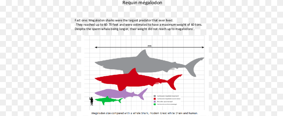 Whale Shark And Megalodon, Animal, Fish, Sea Life, Person Png Image