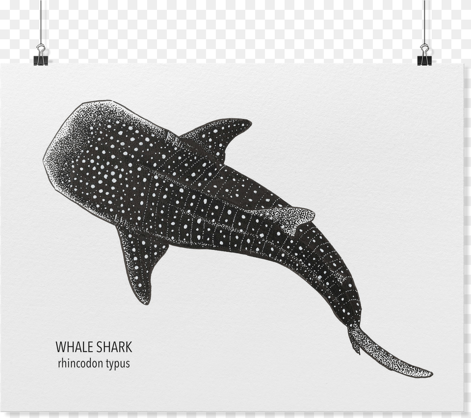 Whale Shark Art, Animal, Mammal, Sea Life, Fish Free Transparent Png