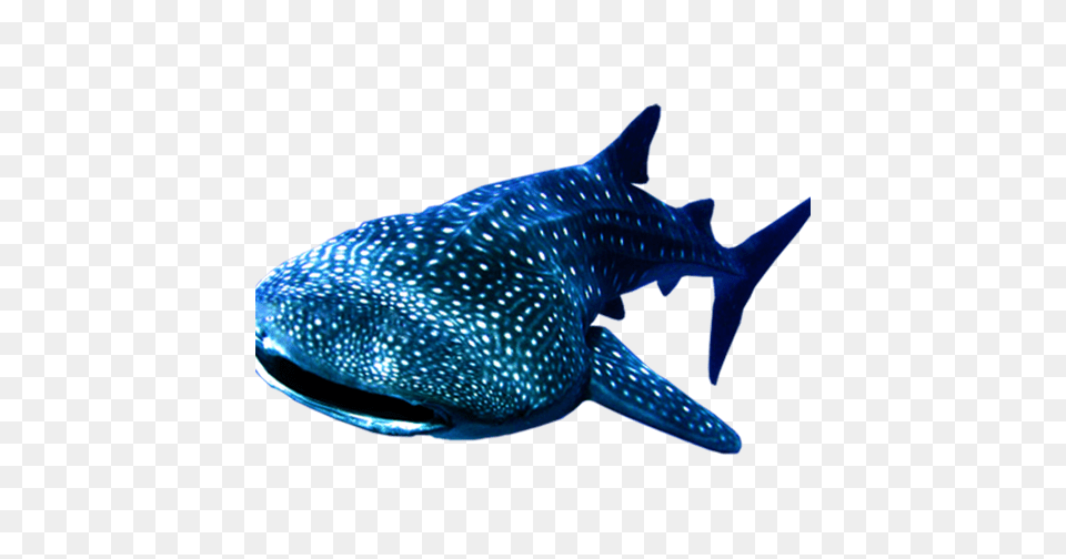 Whale Shark Background Whale Shark Background, Animal, Fish, Sea Life, Mammal Free Transparent Png