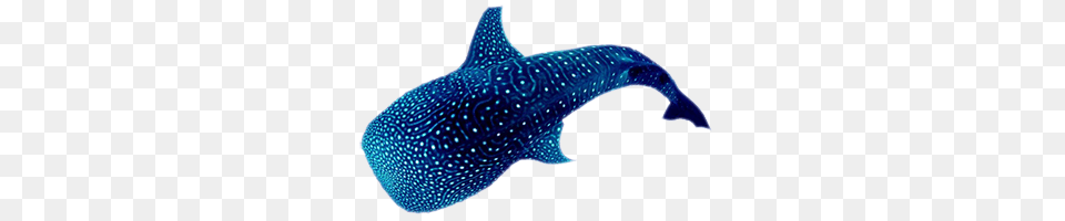 Whale Shark Image, Animal, Sea Life, Mammal, Fish Free Png Download