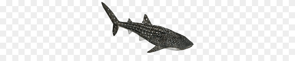 Whale Shark Animal, Sea Life, Fish Png Image