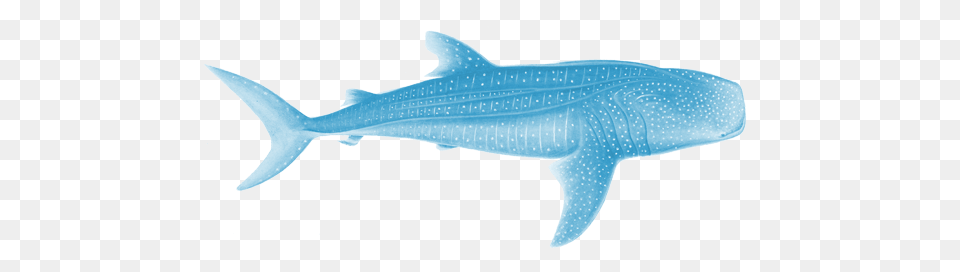 Whale Shark Scientific Illustration, Animal, Mammal, Sea Life, Fish Free Png