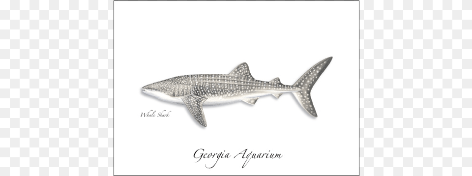 Whale Shark Sharks Of The Atlantic And Gulf Coasts, Animal, Fish, Sea Life Free Png