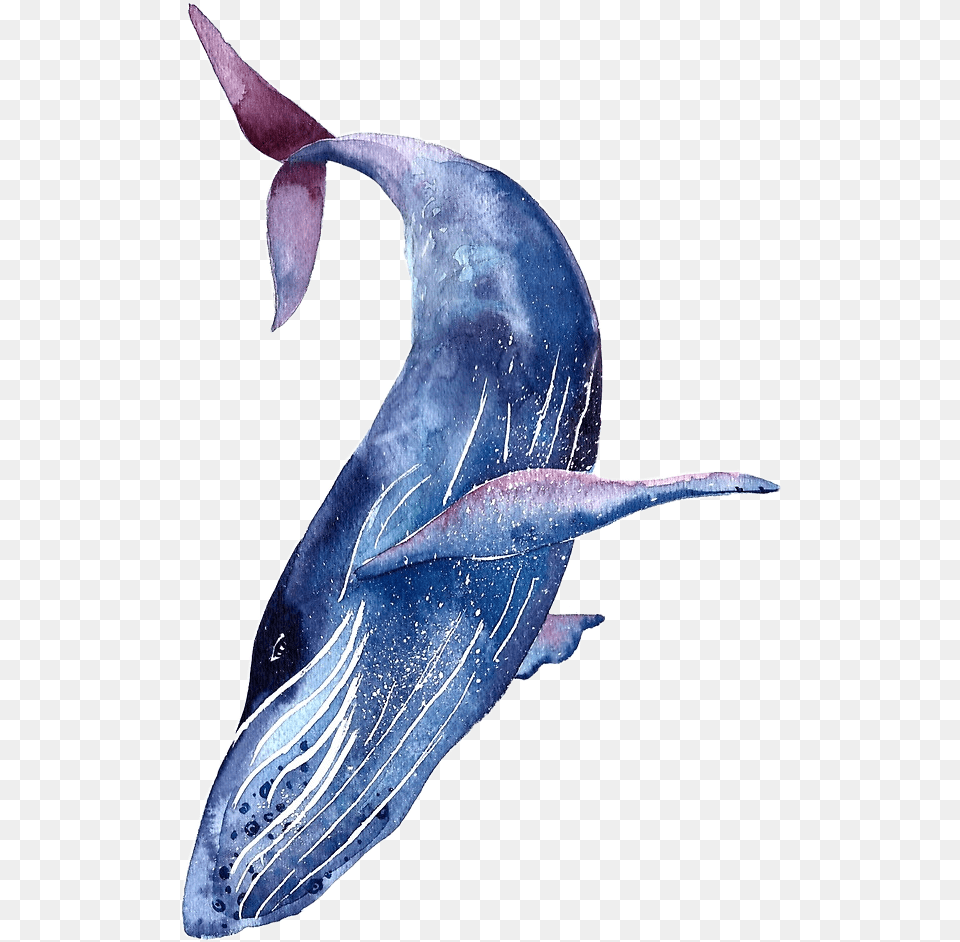 Whale Shark Tattoo Humpback Blue Whale Watercolor, Animal, Mammal, Sea Life, Fish Free Png