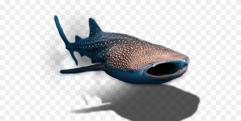 Whale Shark Transparent Background, Animal, Fish, Sea Life Png Image