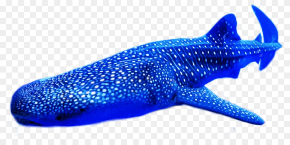 Whale Shark Whale Shark, Animal, Fish, Sea Life Png