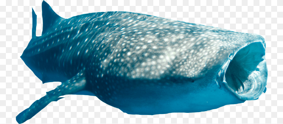 Whale Shark With Transparent Background, Animal, Mammal, Sea Life, Fish Free Png Download