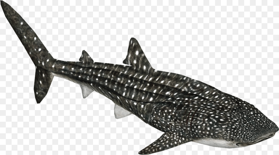 Whale Shark Zoo Tycoon 2 Whale Shark, Animal, Sea Life, Fish Free Transparent Png