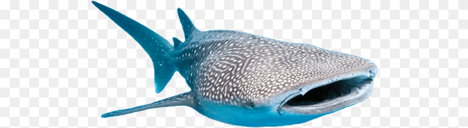 Whale Sharks Whale Shark Fish, Animal, Sea Life, Mammal Free Transparent Png