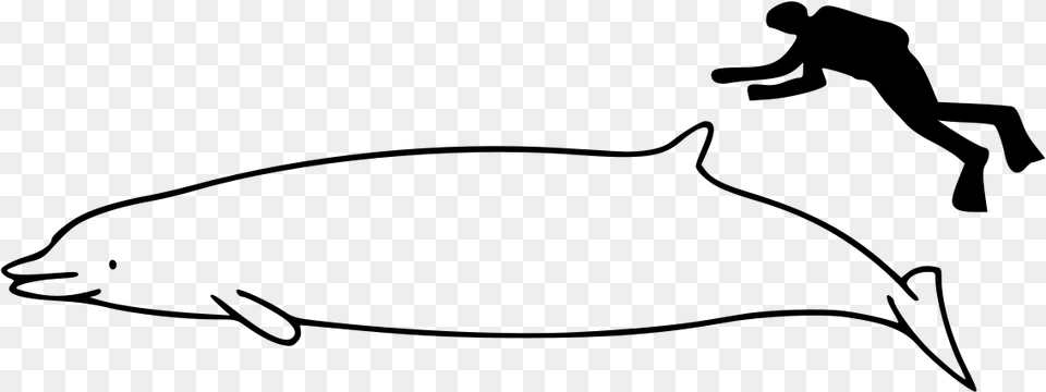 Whale Size, Gray Free Png Download