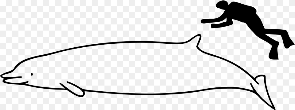 Whale Size, Gray Png Image