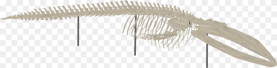 Whale Skeleton Blue Whale Skeleton Transparent, Animal, Dinosaur, Reptile Free Png