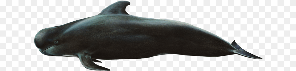 Whale Sticker Short Finned Pilot Whale, Animal, Fish, Mammal, Sea Life Free Transparent Png