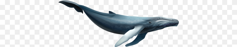 Whale Stock, Animal, Mammal, Sea Life, Fish Png Image