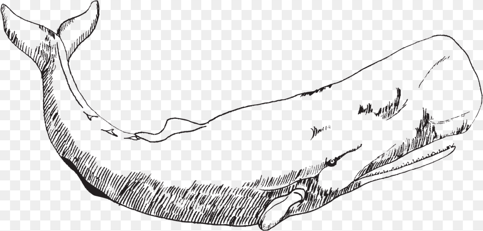 Whale Tattoos Black And White, Art, Drawing Png Image