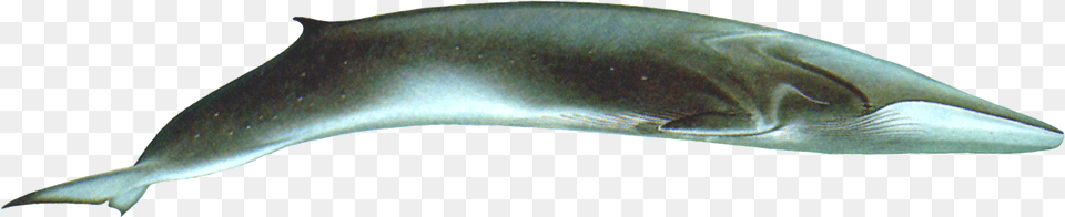 Whale Transparent Images Pictures Photos Arts Bowie Knife, Animal, Mammal, Sea Life, Fish Png Image