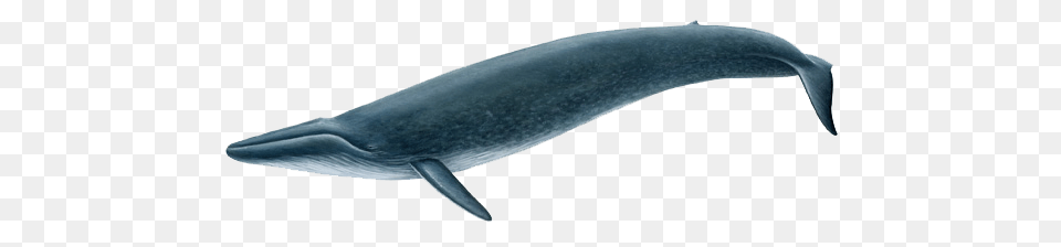 Whale Whale Images, Animal, Mammal, Sea Life, Fish Free Transparent Png
